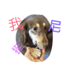 hot dog helpless（個別スタンプ：15）