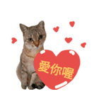 Cats and dogs Valentine's Day wishes（個別スタンプ：1）