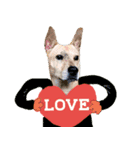 Cats and dogs Valentine's Day wishes（個別スタンプ：2）
