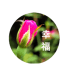 Cats and dogs Valentine's Day wishes（個別スタンプ：6）