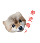Cats and dogs Valentine's Day wishes（個別スタンプ：7）