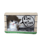 dog＆cat family（個別スタンプ：2）