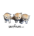 dog＆cat family（個別スタンプ：5）