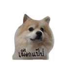 dog＆cat family（個別スタンプ：10）