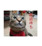 marron's life（個別スタンプ：2）