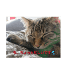 marron's life（個別スタンプ：3）