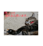 marron's life（個別スタンプ：5）