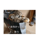 marron's life（個別スタンプ：6）