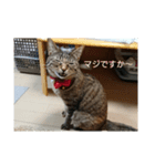 marron's life（個別スタンプ：8）