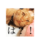 uchino_ko（個別スタンプ：8）