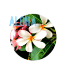 hawaii photo wedding（個別スタンプ：1）
