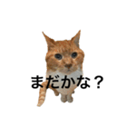 らんまるたち（個別スタンプ：3）