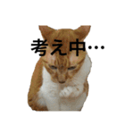 らんまるたち（個別スタンプ：8）