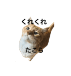 らんまるたち（個別スタンプ：9）