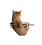 らんまるたち（個別スタンプ：10）