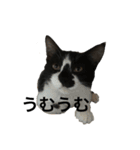 らんまるたち（個別スタンプ：24）
