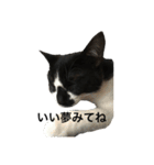らんまるたち（個別スタンプ：27）