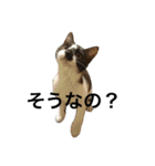 らんまるたち（個別スタンプ：28）