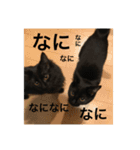 らんまるたち（個別スタンプ：29）