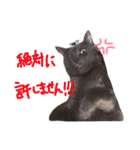 えんどー家の愉快な仲間達（個別スタンプ：6）