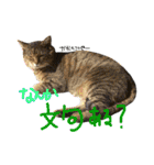 えんどー家の愉快な仲間達（個別スタンプ：9）