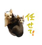 えんどー家の愉快な仲間達（個別スタンプ：17）