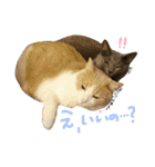 えんどー家の愉快な仲間達（個別スタンプ：19）