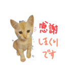 えんどー家の愉快な仲間達（個別スタンプ：24）
