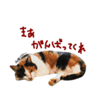 えんどー家の愉快な仲間達（個別スタンプ：26）