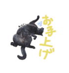 えんどー家の愉快な仲間達（個別スタンプ：38）
