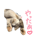 えんどー家の愉快な仲間達（個別スタンプ：39）