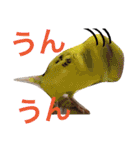 ゆいandミミ。ときどきネギマ。（個別スタンプ：3）