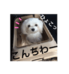 ゆいandミミ。ときどきネギマ。（個別スタンプ：15）