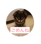 コロさん（個別スタンプ：3）