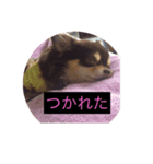 コロさん（個別スタンプ：7）