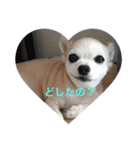 チワワのルイ（個別スタンプ：7）