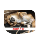 ジローの気持ち（個別スタンプ：10）