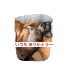 ジローの気持ち（個別スタンプ：28）