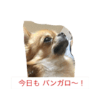 ジローの気持ち（個別スタンプ：31）