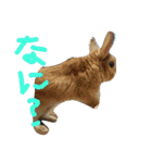 zoo2（個別スタンプ：6）