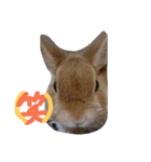 zoo2（個別スタンプ：29）