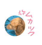ponzu  dax（個別スタンプ：4）