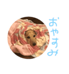 ponzu  dax（個別スタンプ：6）