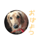ponzu  dax（個別スタンプ：7）