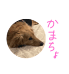 ponzu  dax（個別スタンプ：8）