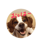 ブリタニーエルさく（個別スタンプ：1）