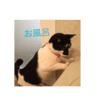 chibicopeco（個別スタンプ：2）