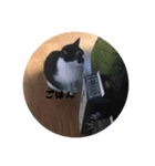 chibicopeco（個別スタンプ：3）