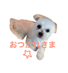 コテツスタンプ 2（個別スタンプ：4）