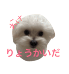 コテツスタンプ 2（個別スタンプ：10）